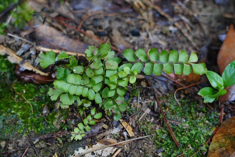 Lindsaea orbiculata