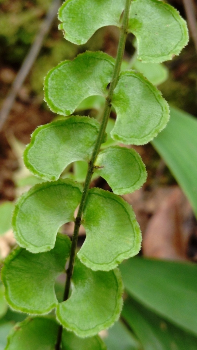 Lindsaea orbiculata photo 2