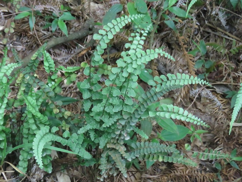 Lindsaea orbiculata photo 3
