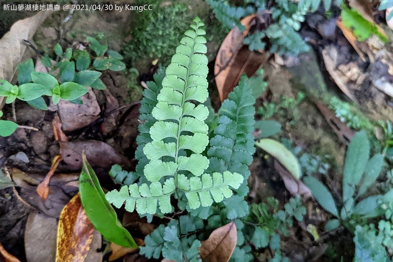 Lindsaea orbiculata photo 4
