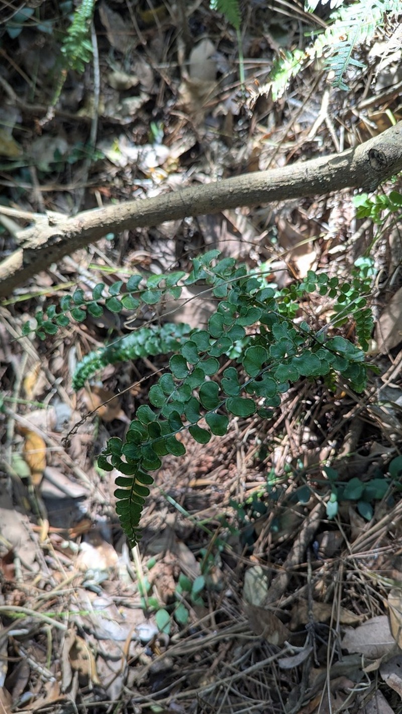 Lindsaea orbiculata photo 5