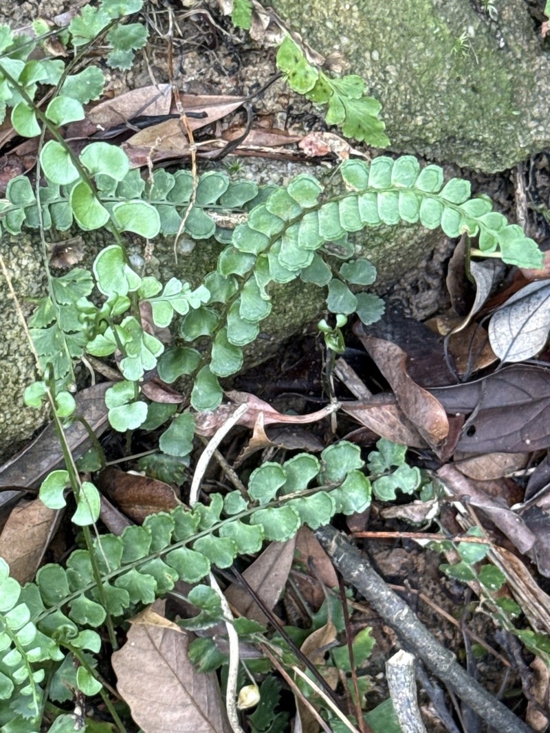 Lindsaea orbiculata photo 6