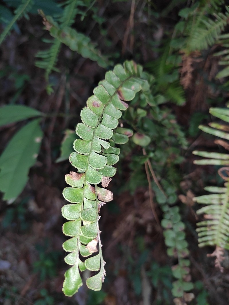 Lindsaea orbiculata photo 7