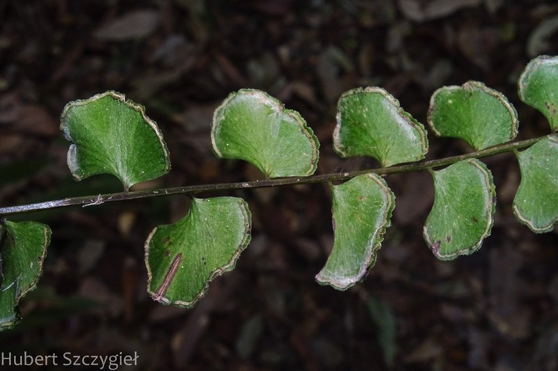 Lindsaea orbiculata photo 8
