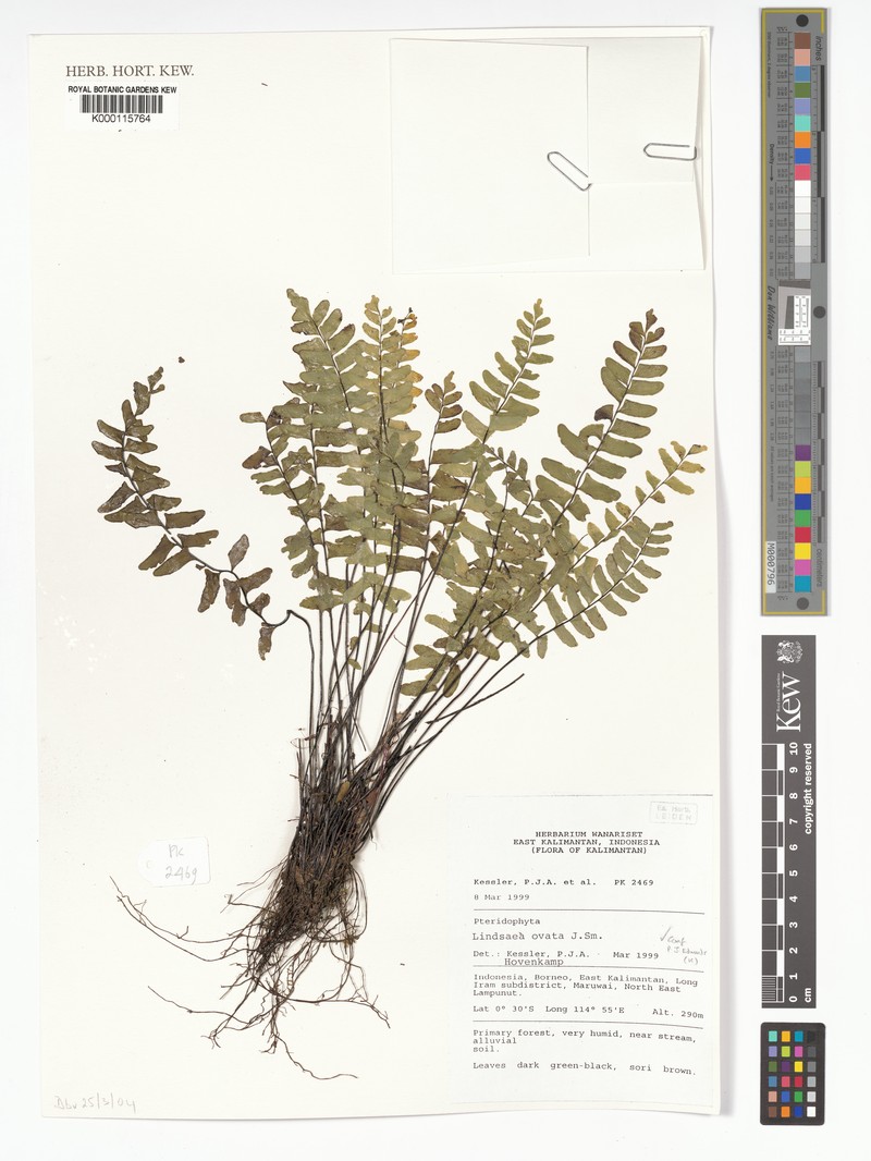 Lindsaea ovata