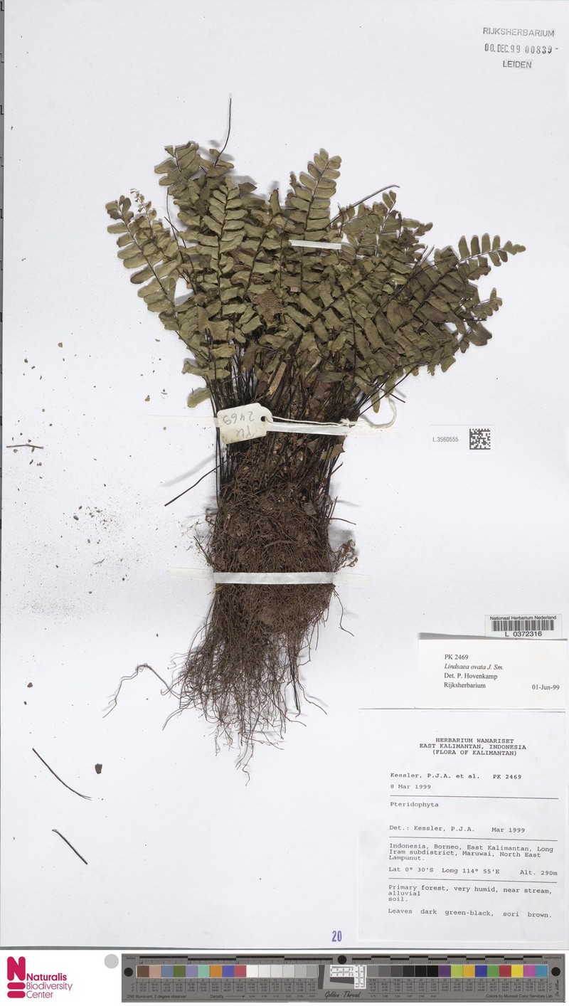 Lindsaea ovata photo 2