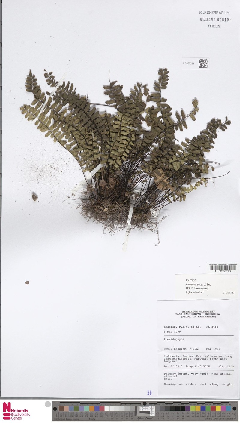 Lindsaea ovata photo 3