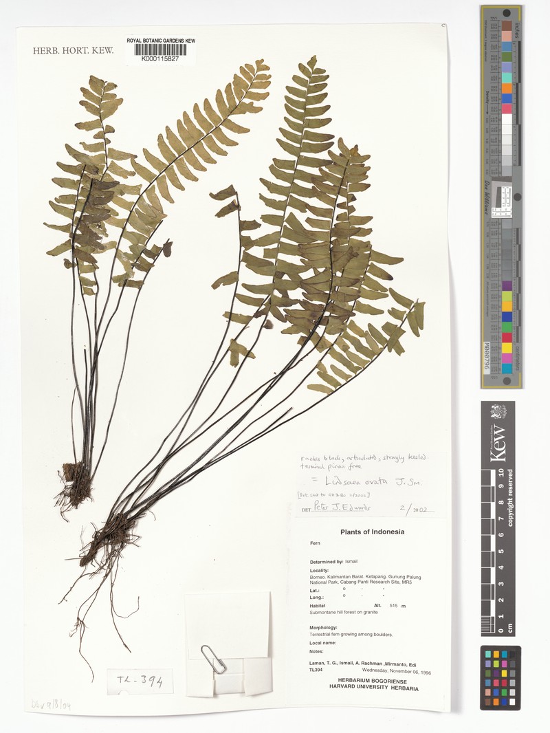 Lindsaea ovata photo 4