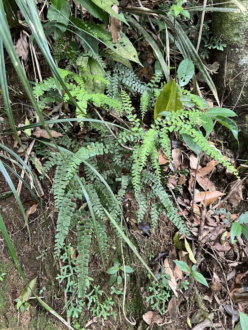 Lindsaea ovoidea