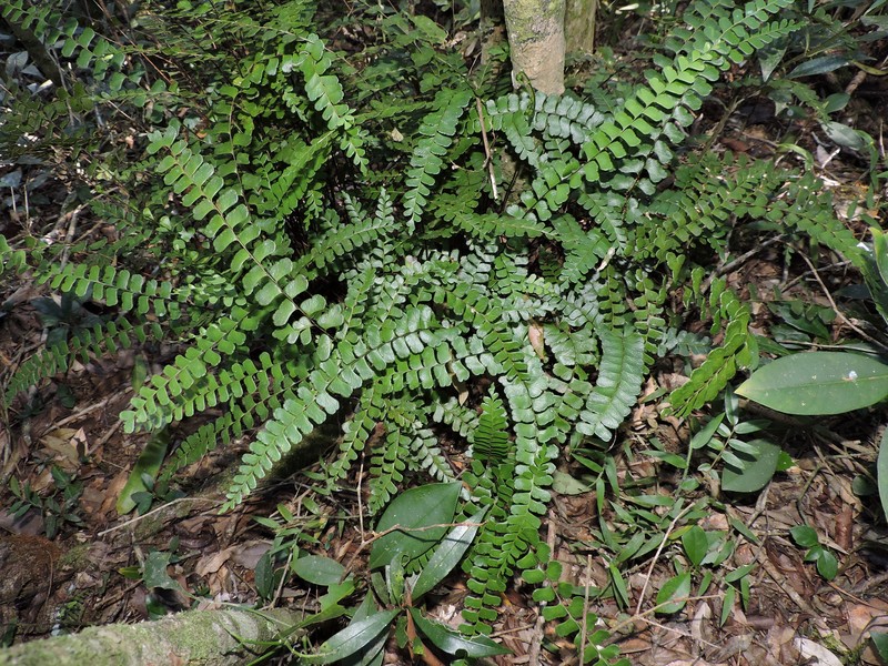 Lindsaea ovoidea photo 3