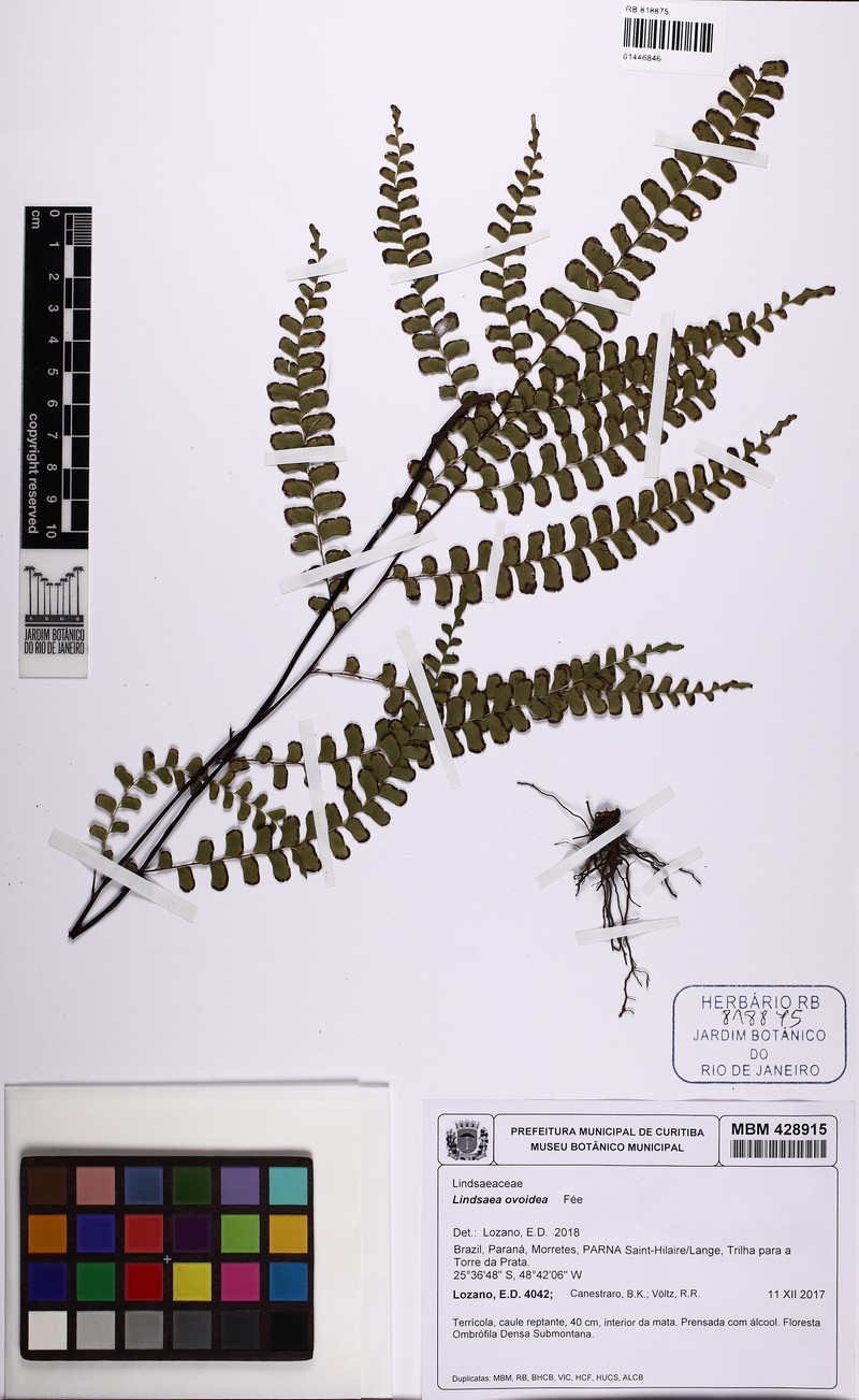 Lindsaea ovoidea photo 4