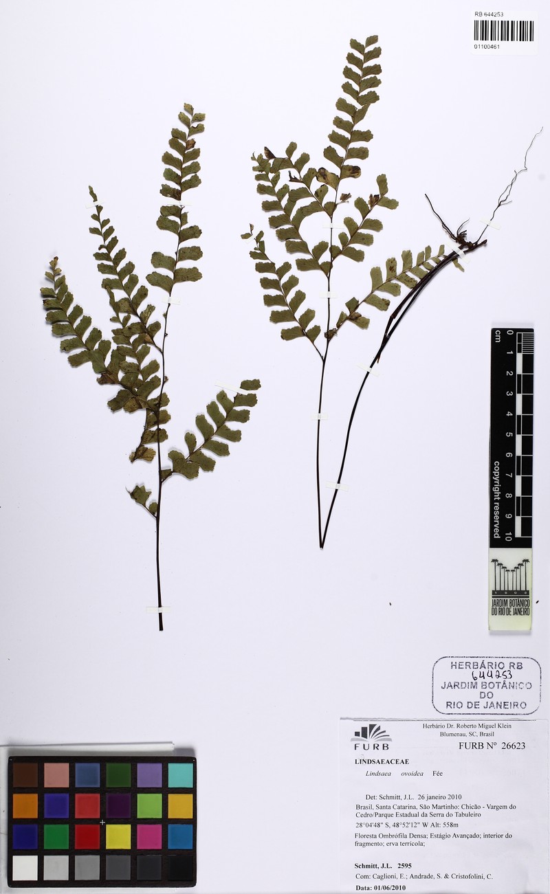 Lindsaea ovoidea photo 5