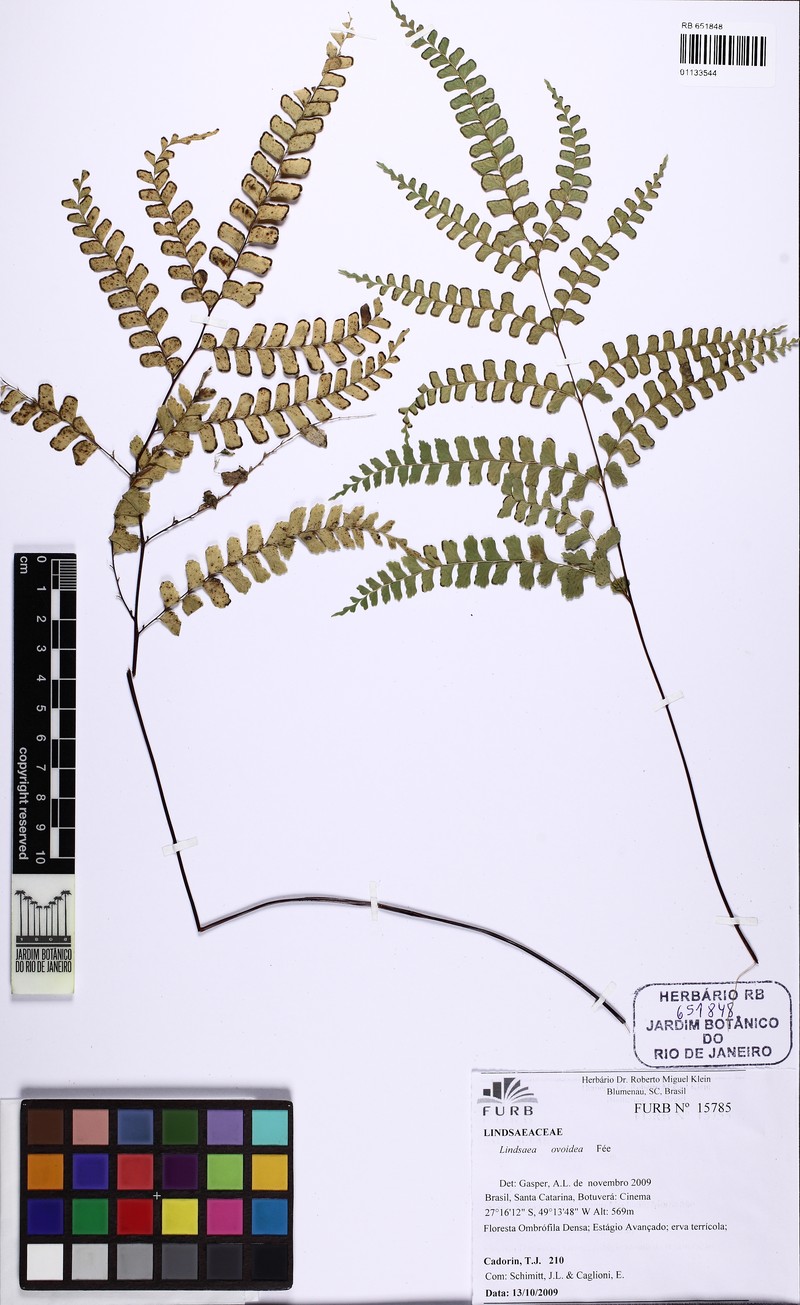 Lindsaea ovoidea photo 6