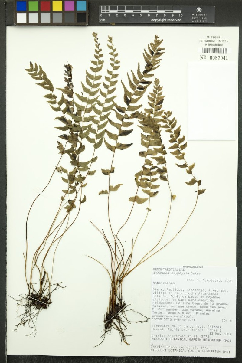 Lindsaea oxyphylla