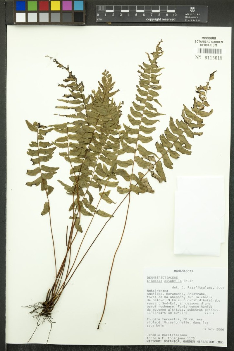 Lindsaea oxyphylla photo 2