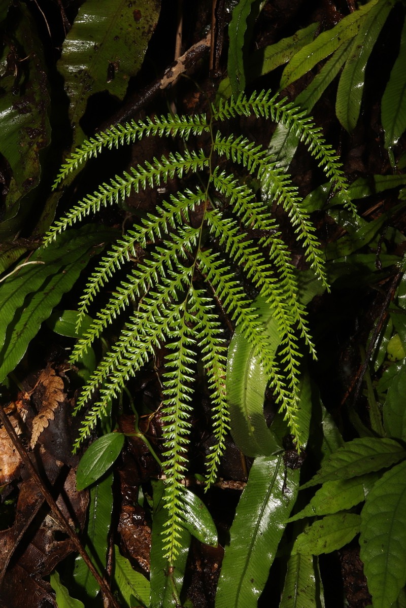Lindsaea pacifica photo 2