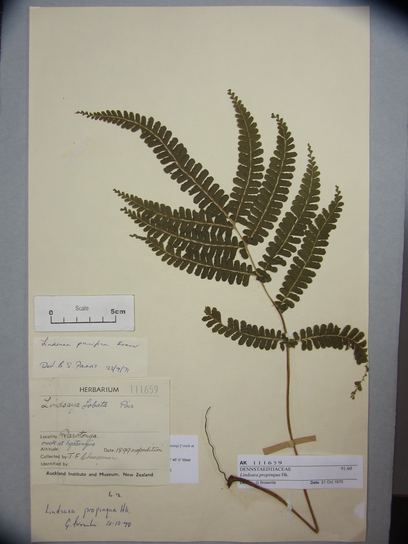 Lindsaea pacifica