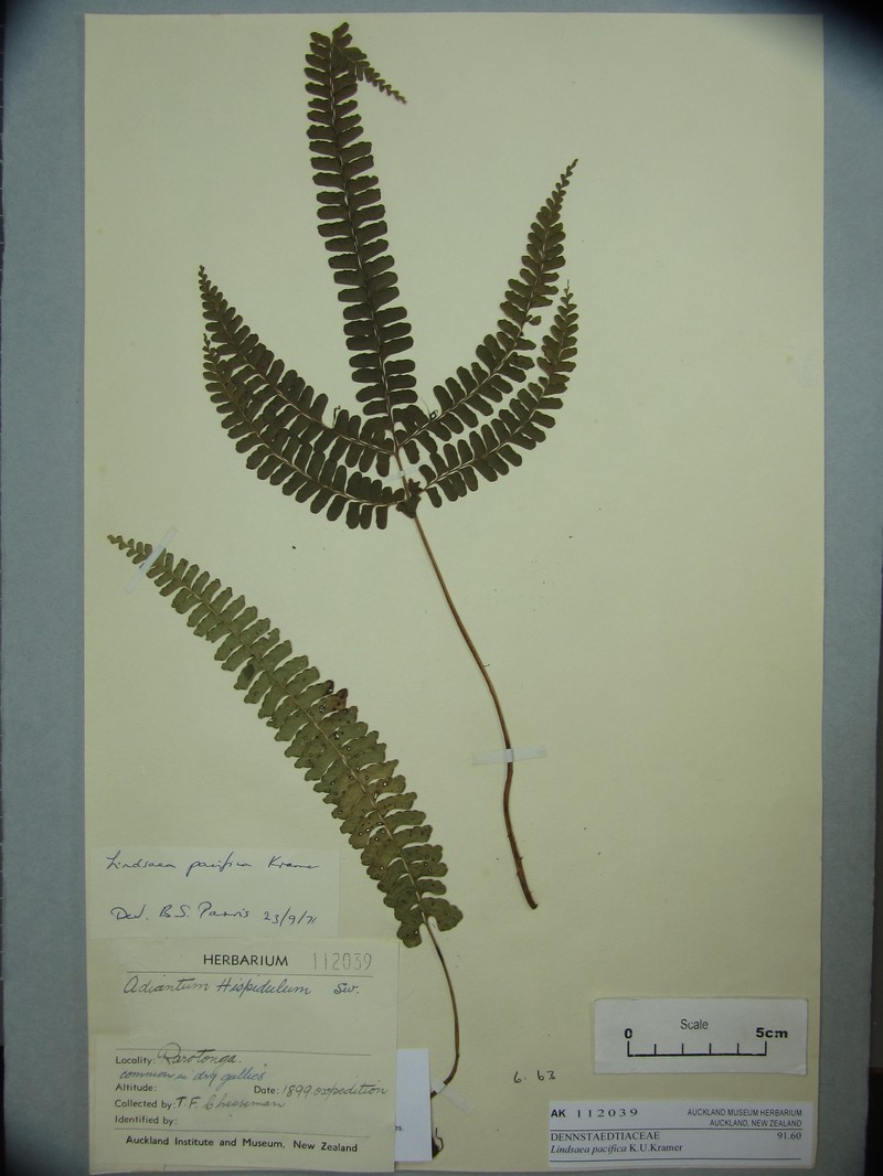 Lindsaea pacifica photo 3