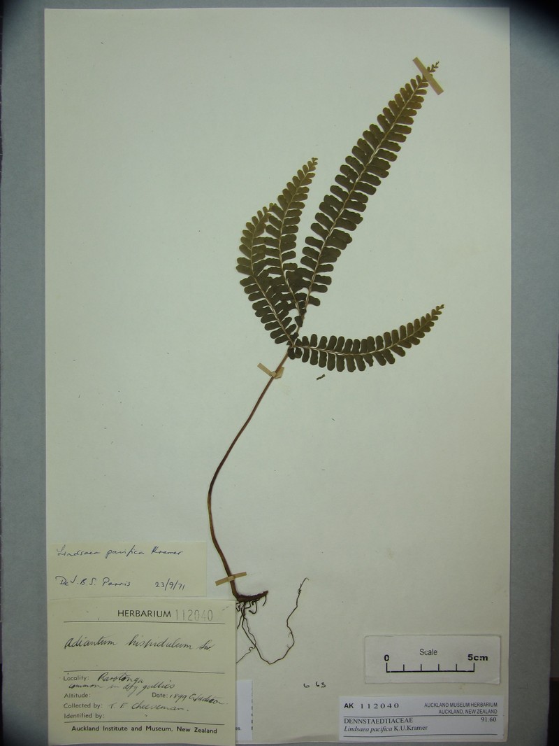 Lindsaea pacifica photo 4