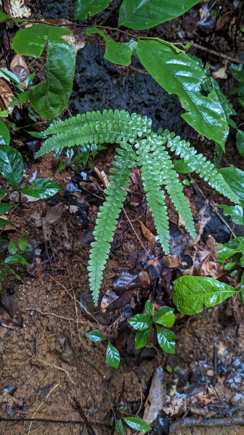 Lindsaea pallida photo 2