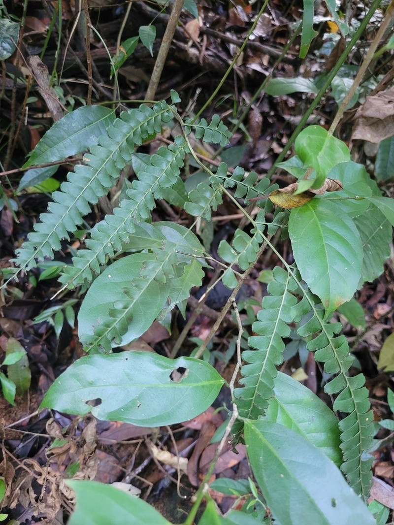 Lindsaea pallida photo 3