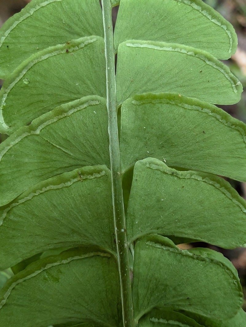 Lindsaea pallida photo 4