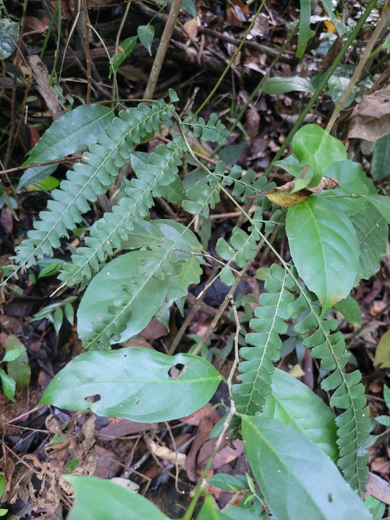 Lindsaea pallida photo 5
