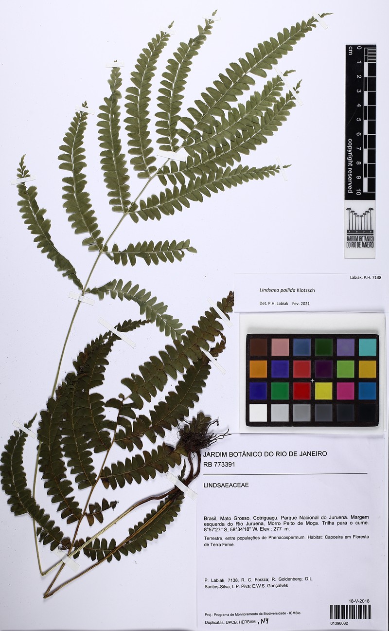 Lindsaea pallida photo 6