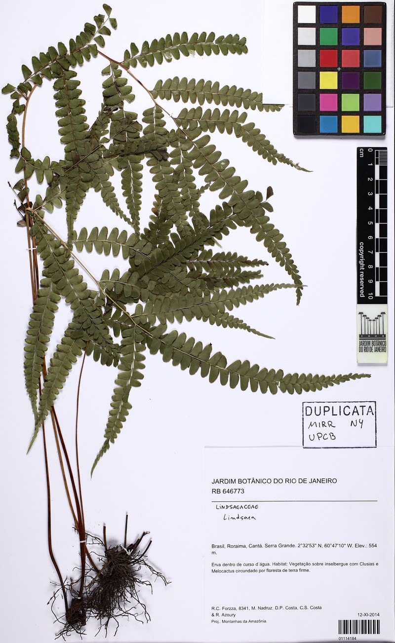 Lindsaea pallida photo 7