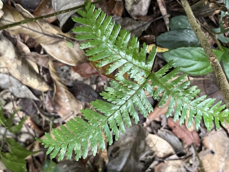 Lindsaea parallelogramma