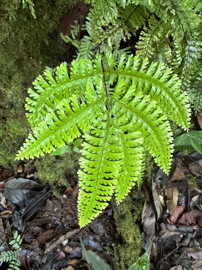 Lindsaea parallelogramma photo 2