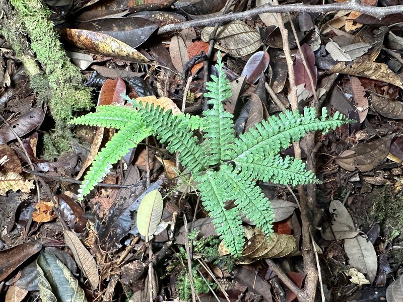 Lindsaea parallelogramma photo 3