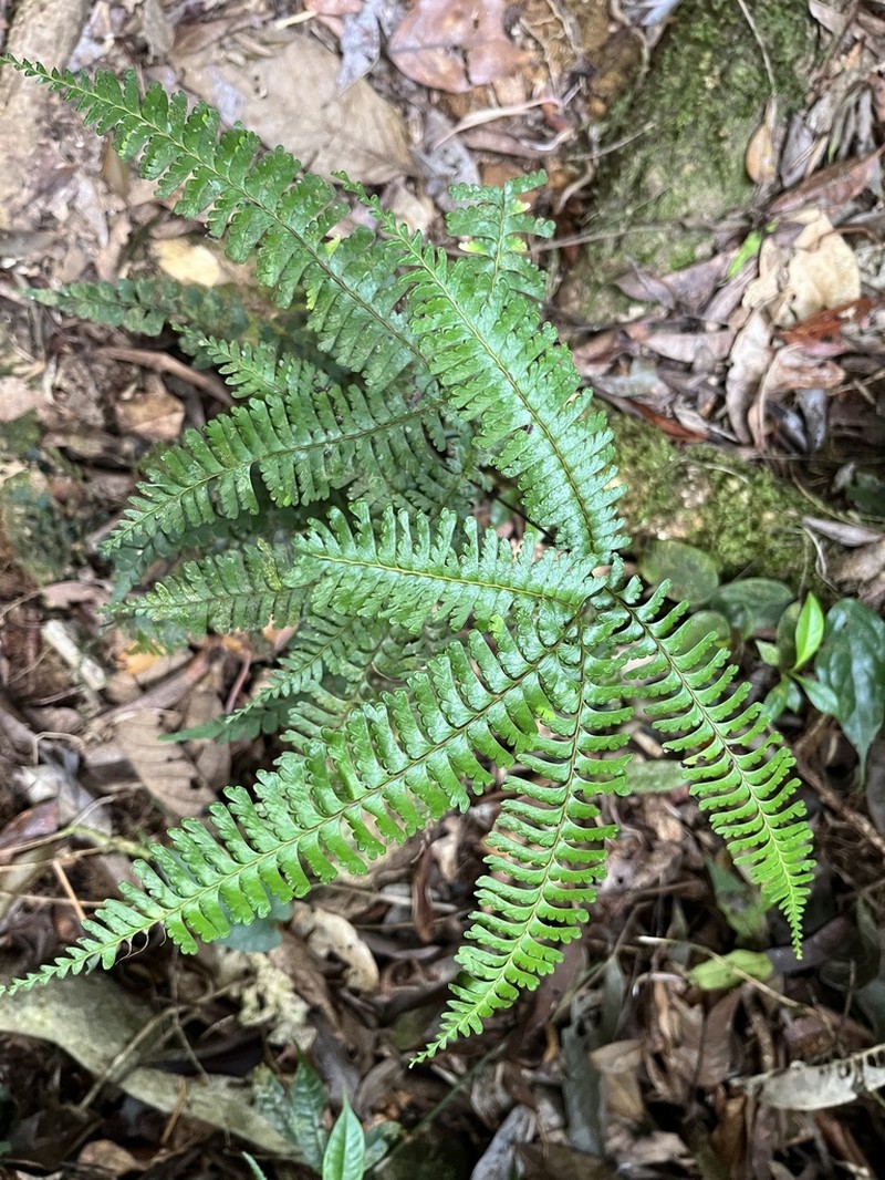 Lindsaea parallelogramma photo 4
