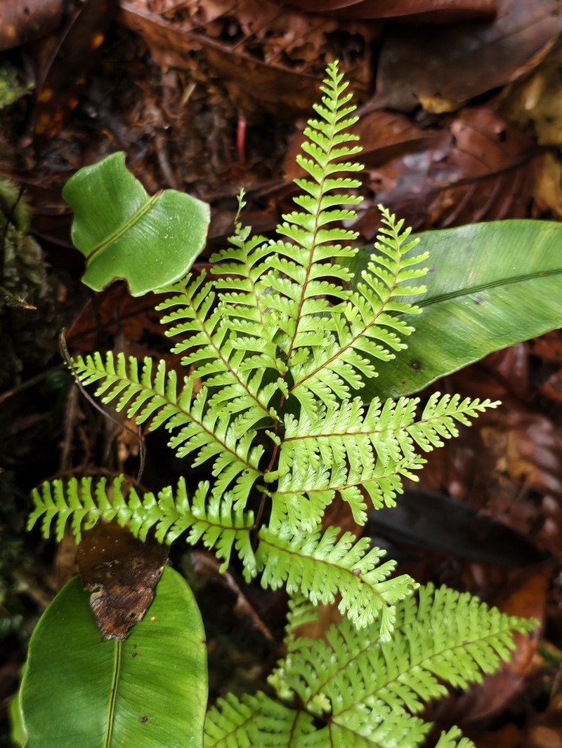 Lindsaea parallelogramma photo 6