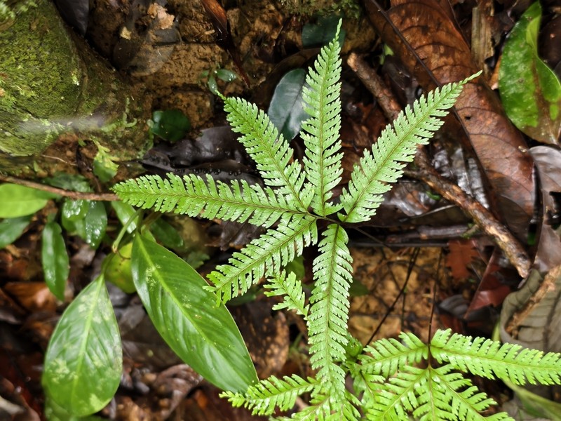 Lindsaea parallelogramma photo 7