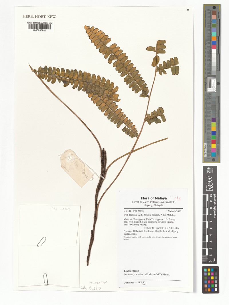 Lindsaea parasitica photo 4