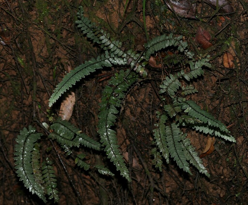 Lindsaea parkeri