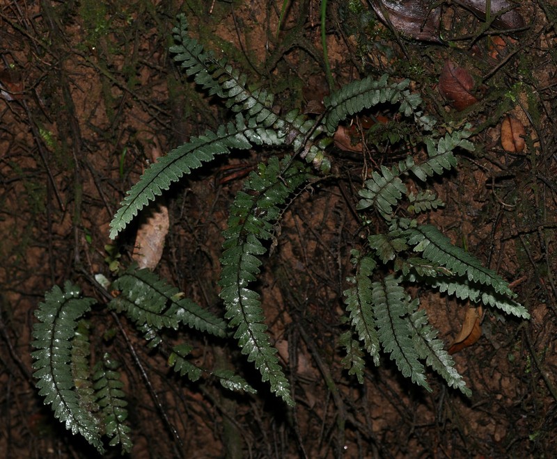 Lindsaea parkeri photo 2