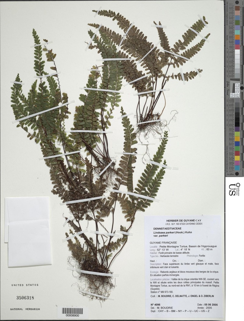 Lindsaea parkeri photo 3