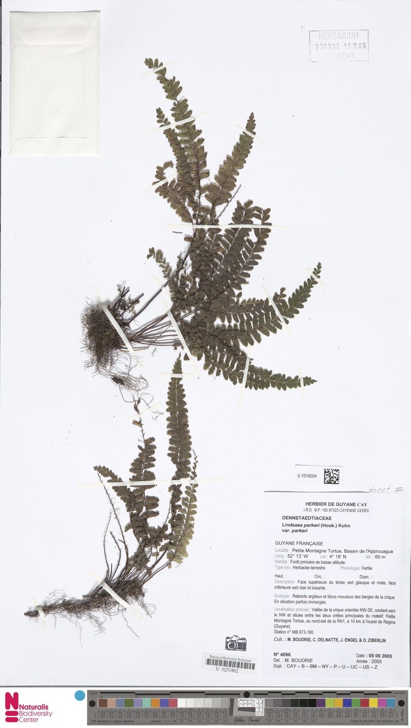 Lindsaea parkeri photo 4