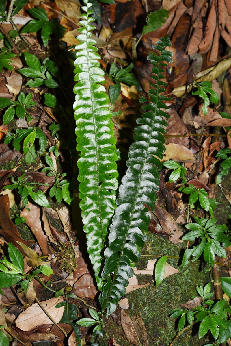 Lindsaea pectinata