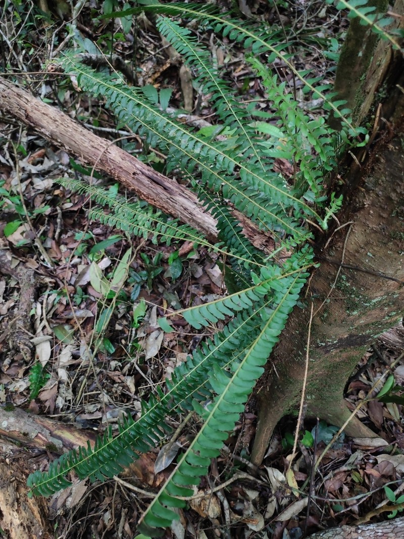 Lindsaea pectinata photo 2
