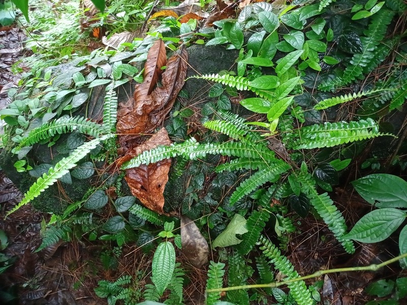 Lindsaea pectinata photo 3