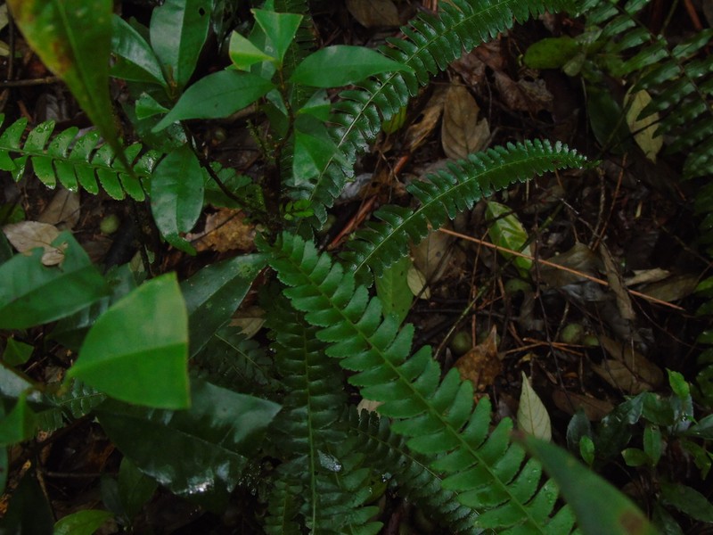 Lindsaea pectinata photo 4