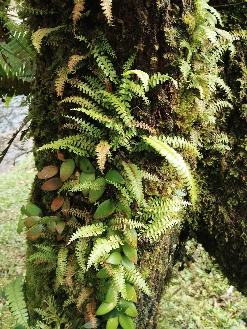 Lindsaea pectinata photo 5