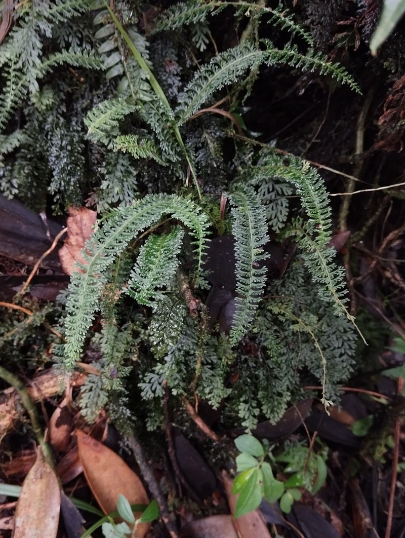Lindsaea pectinata photo 6