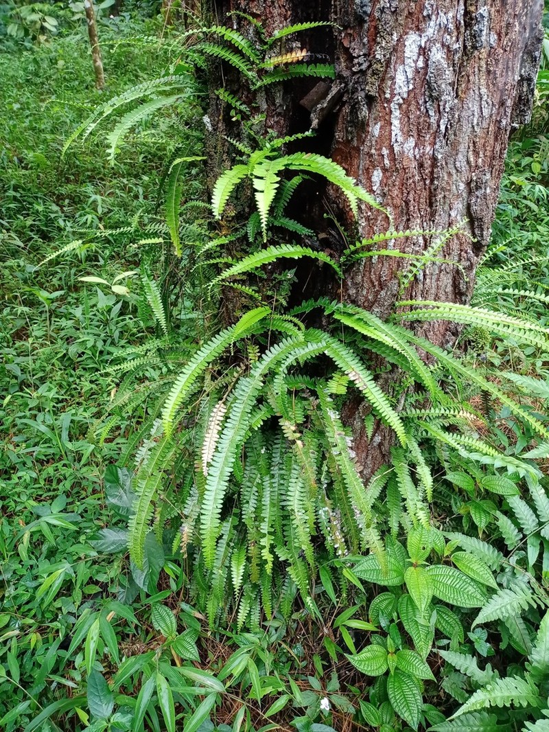Lindsaea pectinata photo 7