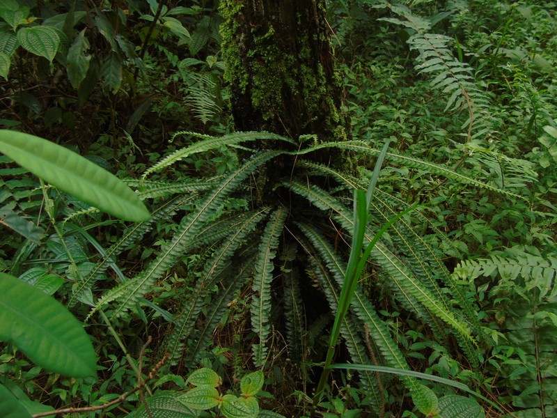Lindsaea pectinata photo 8