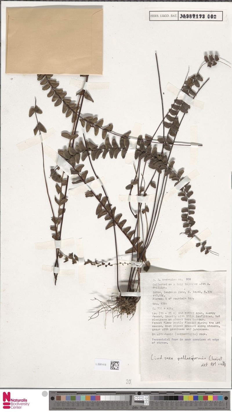 Lindsaea pellaeiformis