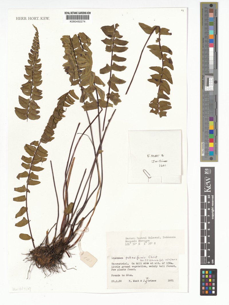 Lindsaea pellaeiformis photo 2